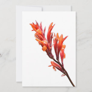 Faire-part Canne à flammes