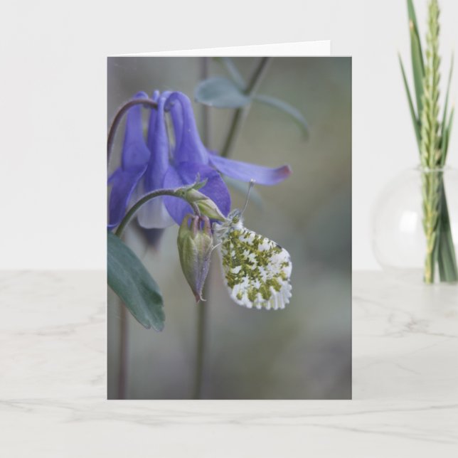 Faire-part Carnet de voeux de Purple Granny/Columbine (Devant)