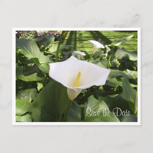 Faire-part Carte postale calla-lily (Devant)
