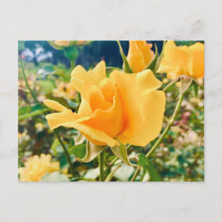 Faire-part Carte postale d'annonce