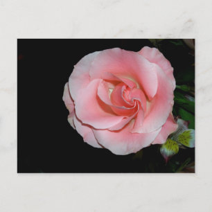 Faire-part Carte postale d'annonce de rose rose