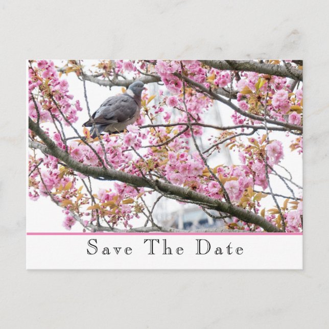Faire-part Carte postale d'annonce de sauvegarde de date (Devant)