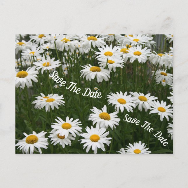 Faire-part Carte postale de fleurs de marguerite d'été à cons (Devant)