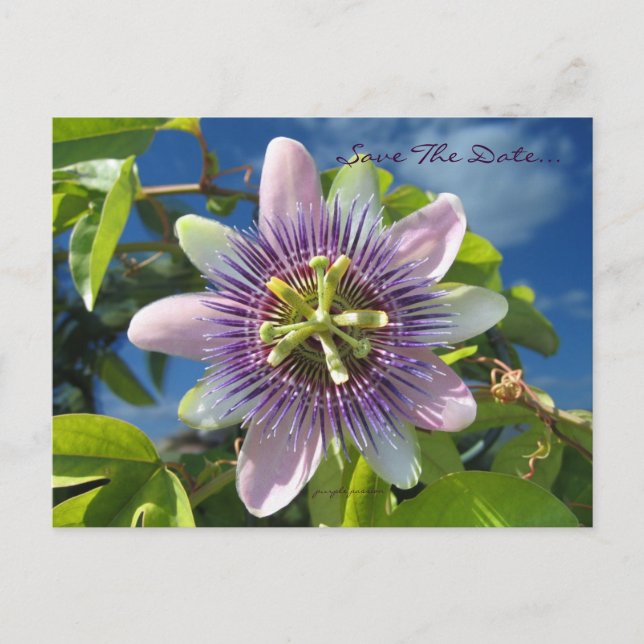 Faire-part Carte postale de préavis Purple Passion (Devant)