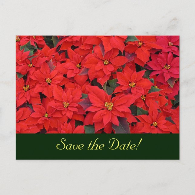 Faire-part Carte postale de sauvegarde de date de Poinsettias (Devant)