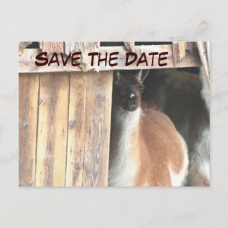 Faire-part Carte postale Enregistrez la date Lama joli animal