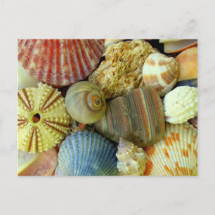 Faire-part Carte postale New Address Sea Urchin and Seashells