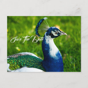 Faire-part Carte postale oiseau paon Enregistrez la date