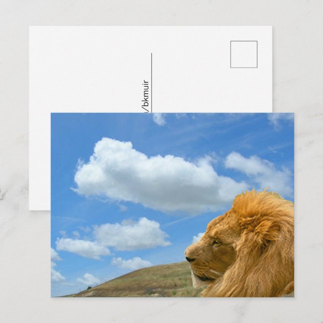 Faire-part Carte postale - Portrait de lion (Devant / Derrière)