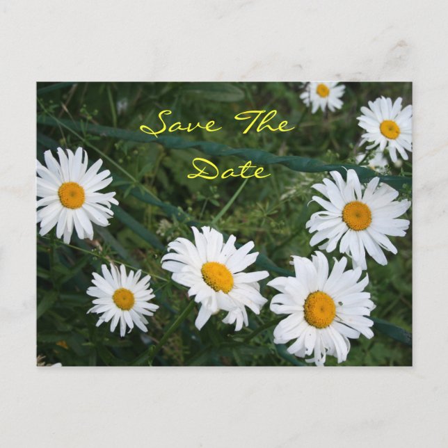 Faire-part Carte postale Rond de marguerites (Devant)