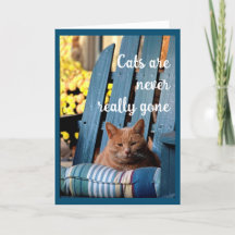 Chat Tabby orange sur chaise bleue Sympathie