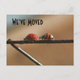 Faire-part Cute Ladybugs Nouvelle Adresse Carte Postale Natur