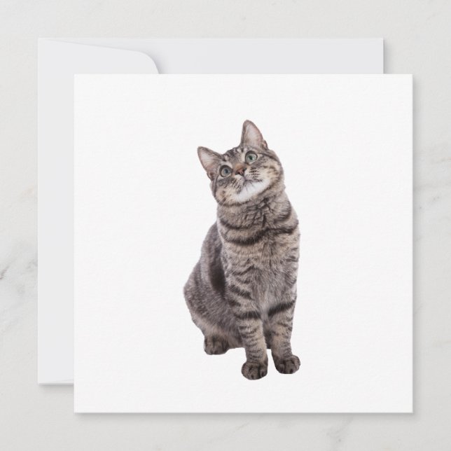 Faire-part Cute tabby Chat (Devant)