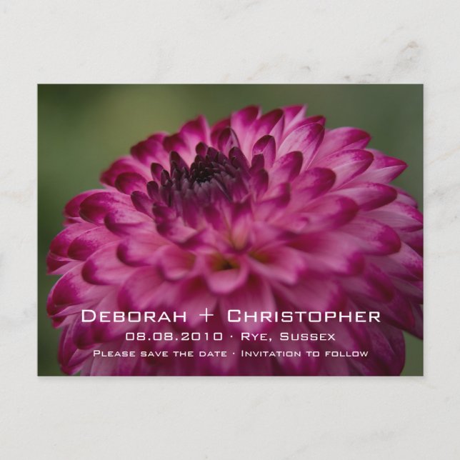 Faire-part Dahlia rose • Carte postale de sauvegarde de date (Devant)