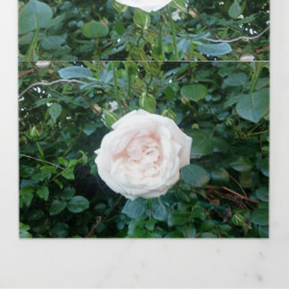 Faire-Part de Mariage Roses Blanches Tout En Un