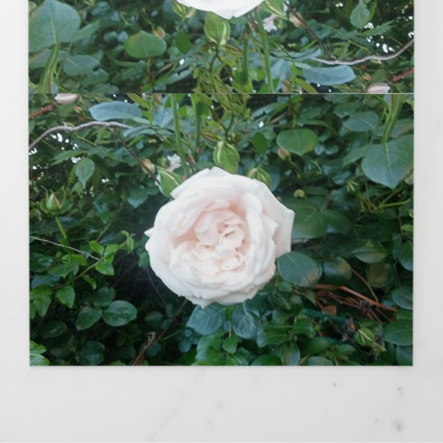 Faire-Part de Mariage Roses Blanches Tout En Un (Page de couverture)
