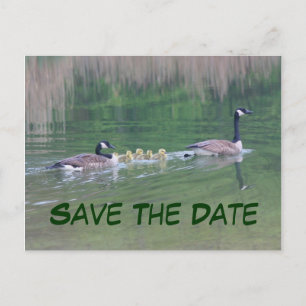 Faire-part Enregistrer La Date Carte Postale Canada Oies Natu