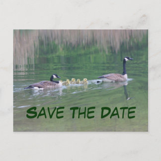Faire-part Enregistrer La Date Carte Postale Canada Oies Natu