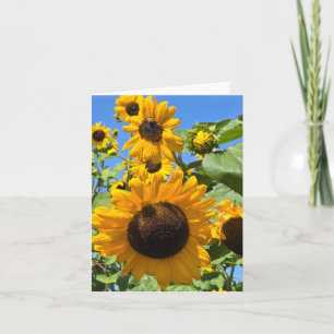 Faire-part Fleurs de soleil
