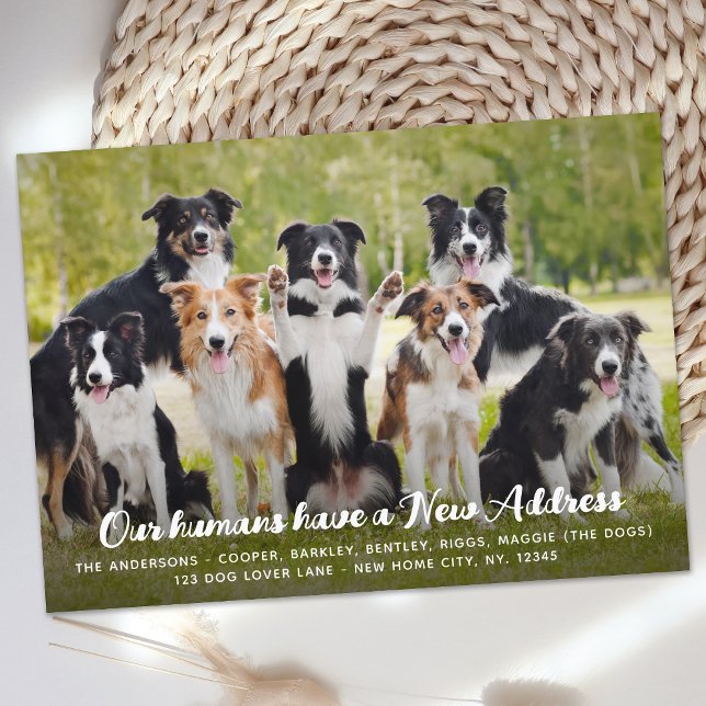 Faire-part Funky Modern Nouvelle Adresse Personnalisée Animau (Créateur téléchargé)