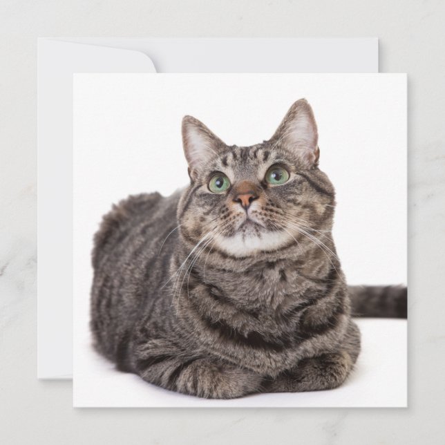 Faire-part Gray Tabby Cat (Devant)