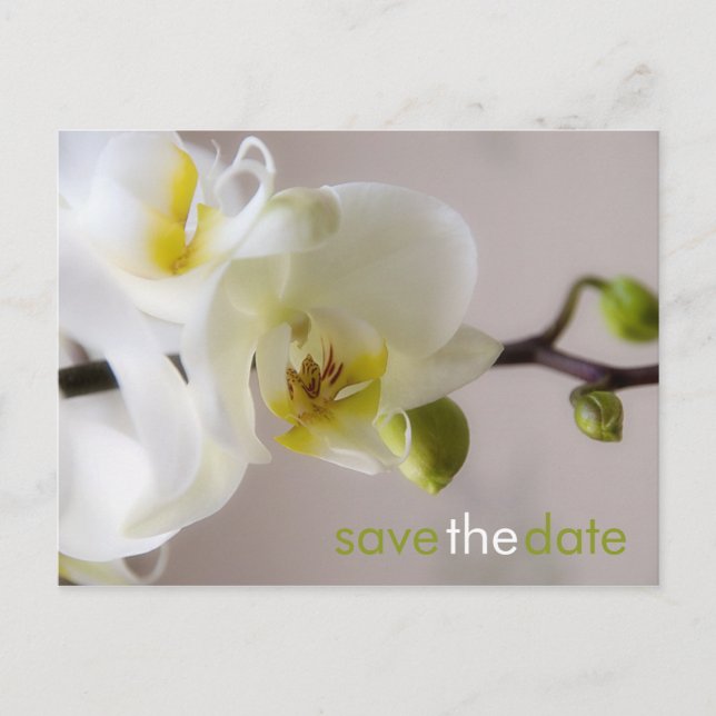 Faire-part Orchidée blanche ・ Enregistrer la carte postale Da (Devant)