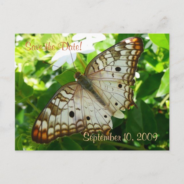 Faire-part Papillon Enregistrer la Date sur Carte Postale de  (Devant)