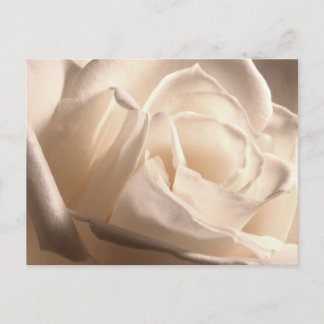 Faire-part personnalisés Rose Blanche