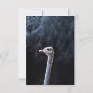 Faire-part Photographie d'autruche
