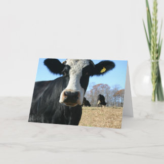 Faire-part Semaine de la vache sainte déplacée