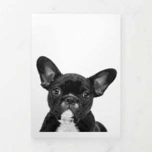 Faire-part Trois Volets Chien adorable   Black French Bulldog Face