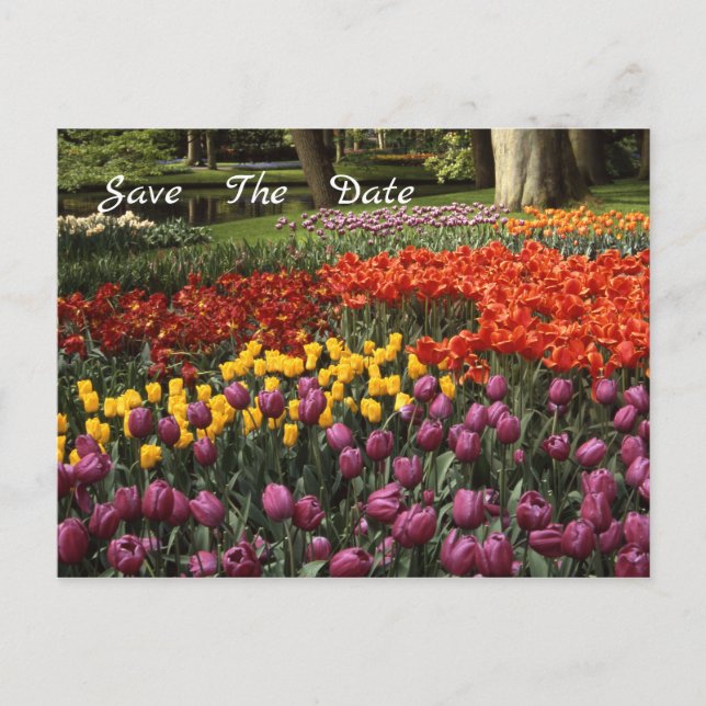 Faire-part Tulips Enregistrer La Date Annonce Carte Postale (Devant)