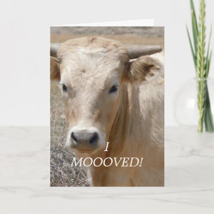 Faire-part Vache blanche du charolais - changement d'adresse