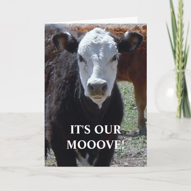 Faire-part Vache noire et blanche - Changement d'adresse de l (Devant)