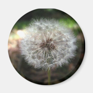Faire un voeu - Magnet