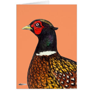 Faisan : Tête de Ringneck