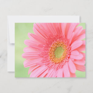 Faisée de Gerber Rose personnalisable