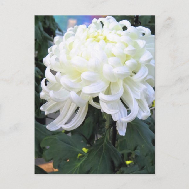 Faisée des fleuristes : Carte postale (Devant)