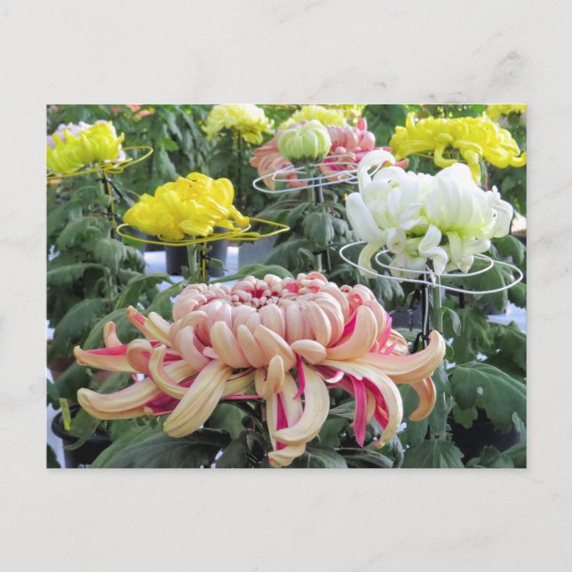 Faisée des fleuristes : Carte postale (Devant)