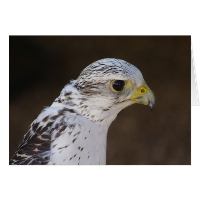 Falco rusticole (Devant horizontal)