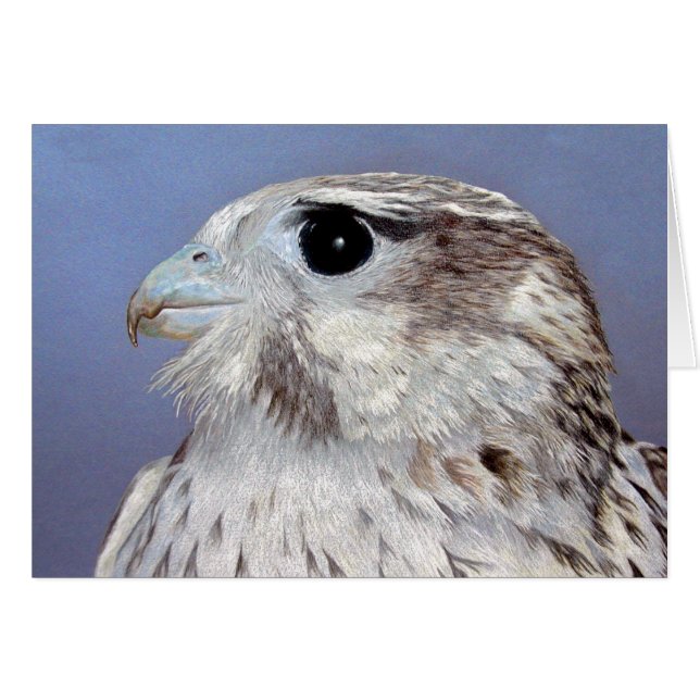 Falcon des Prairies (Devant horizontal)