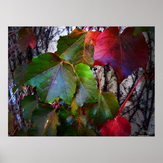Fall Colors Poster - Huge (Devant)