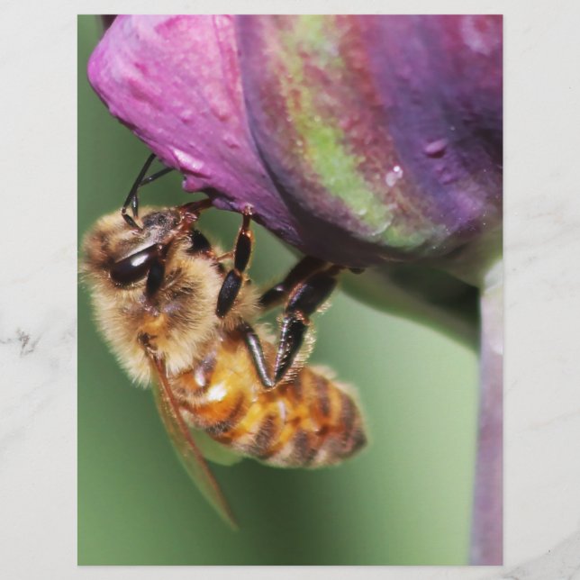 Fallen Fuzzy Little Bee (Devant)