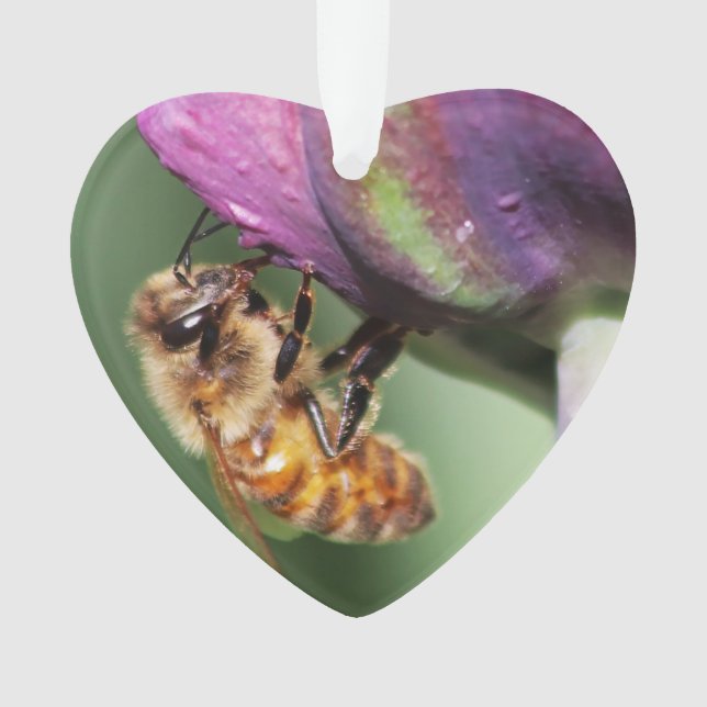 Fallen Fuzzy Little Bee (devant)