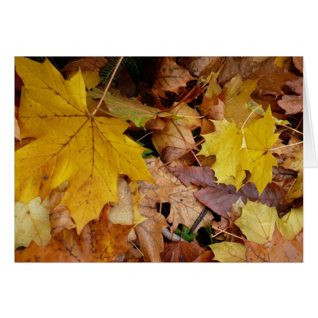 Fallen Maple Leaves Yellow Autumn Nature (Devant horizontal)