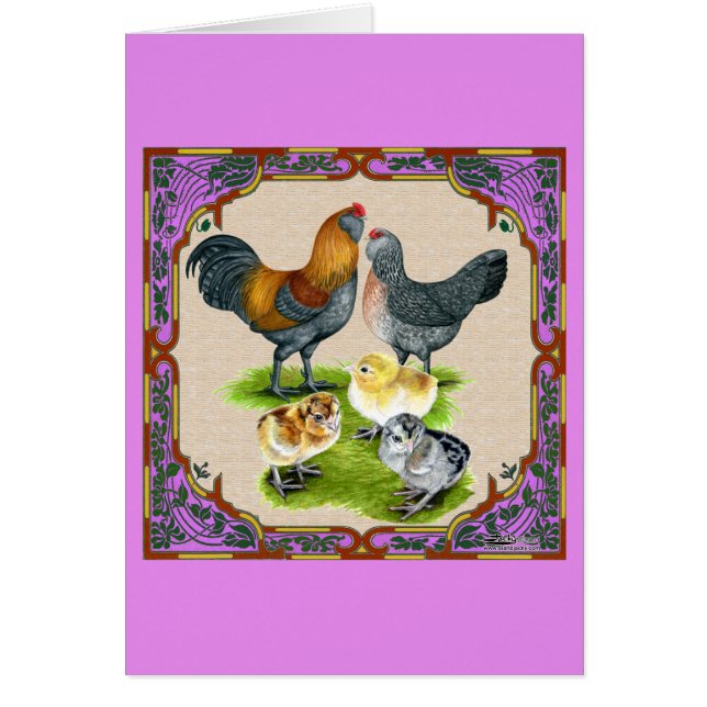 Famille Ameraucana encadrée (Devant)