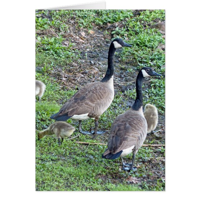 Famille canadienne d'oies (Devant)