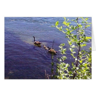 Famille canadienne d'oies