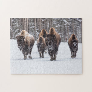 Famille de bisons au puzzle de neige