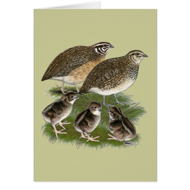 Famille de Cailles Coturnix (Devant)